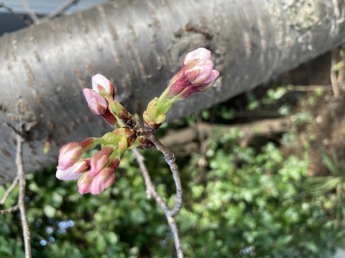 桜のつぼみ.jpg